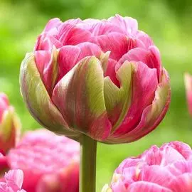 Тюльпан Авейрон