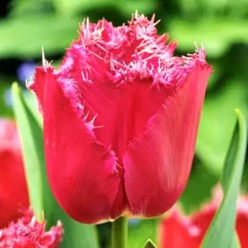 Тюльпан бахромчатый Мустанг