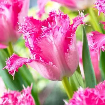 Тюльпан бахромчатый Сантандер