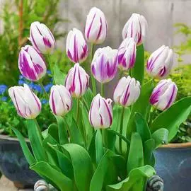 Тюльпан Блю Фламинг