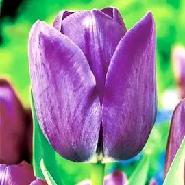 Тюльпан Блю Эмейбл