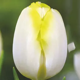 Тюльпан Болроял Сильвер