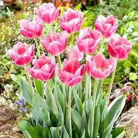 Тюльпан Даллас