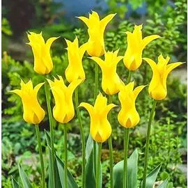 Тюльпан Флешбек