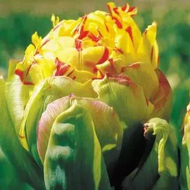 Тюльпан Фрейджюс