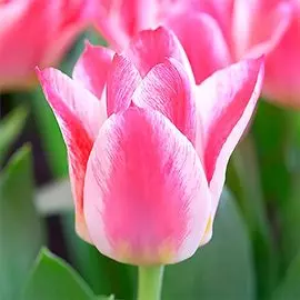 Тюльпан Грэйгс Хэппи