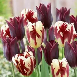 Тюльпан Гранд Вельвет