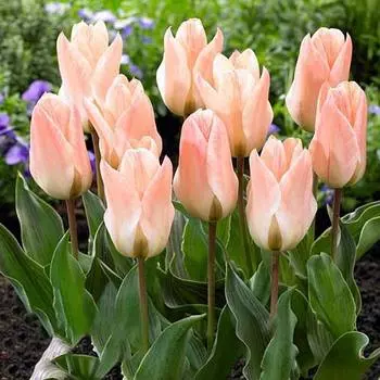 Тюльпан Грейга Литтл Герл