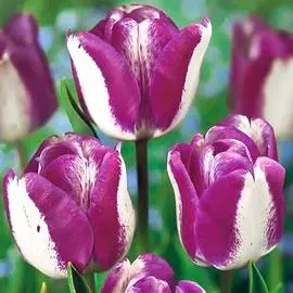 Тюльпан Хотпантс