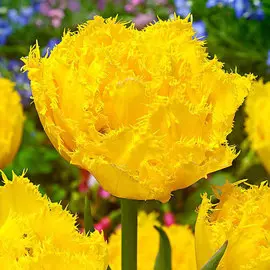 Тюльпан Экзотик Сан