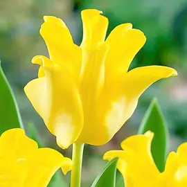 Тюльпан Йеллоу Кроун
