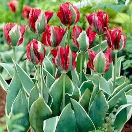 Тюльпан Эсперанто