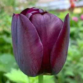 Тюльпан Кафе Нуар