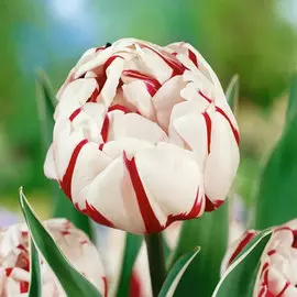 Тюльпан Карнавал де Найс