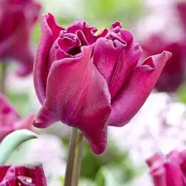 Тюльпан Краун оф Негрита