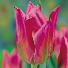 Тюльпан Кристмас Экзотик