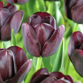 Тюльпан Квин оф Найт