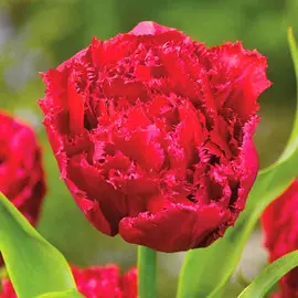 Тюльпан Лайон Кинг