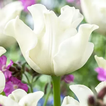 Тюльпан Либерстар