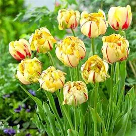 Тюльпан махровый Гламур Юник