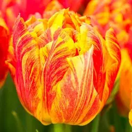 Тюльпан махровый Монте Флейм