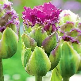 Тюльпан махровый Перпл Тауэр