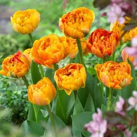 Тюльпан махровый Санловер