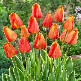 Тюльпан Мистик Гарант