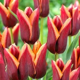 Тюльпан Мувота