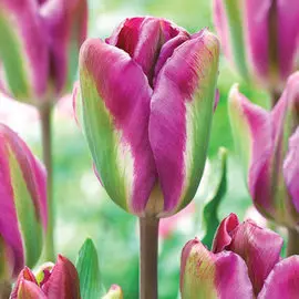 Тюльпан Найт Райдер