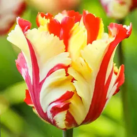 Тюльпан попугайный Флеминг Пэррот