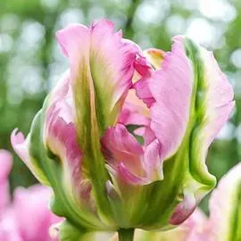Тюльпан попугайный Грин Вэйв