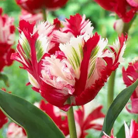 Тюльпан попугайный Эстелла Рижнвельд