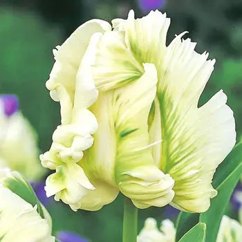 Тюльпан попугайный Супер Пэррот