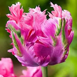 Тюльпан попугайный Веберс Пэррот Пинк