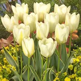 Тюльпан Пуриссима Дизайн