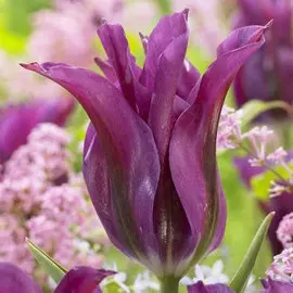 Тюльпан Пурпл Долл