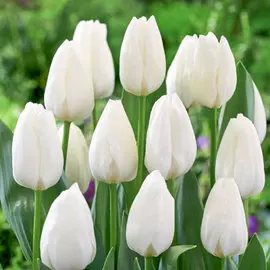 Тюльпан Роял Вирджин