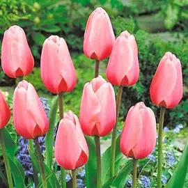 Тюльпан Салмон Импрешн