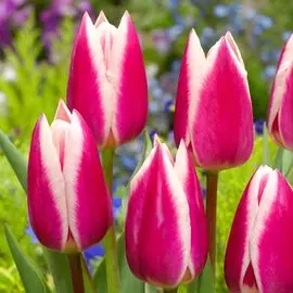 Тюльпан Силк Сюрпрайз