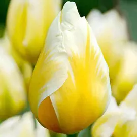 Тюльпан Свитхарт