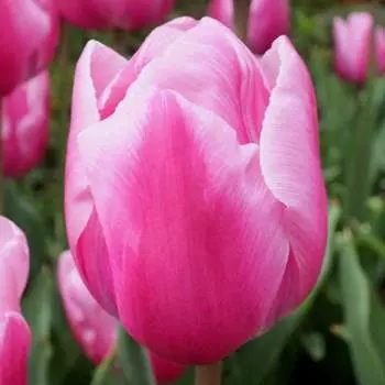 Тюльпан Триумф Болрей Прайс