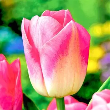 Тюльпан Триумф Династия