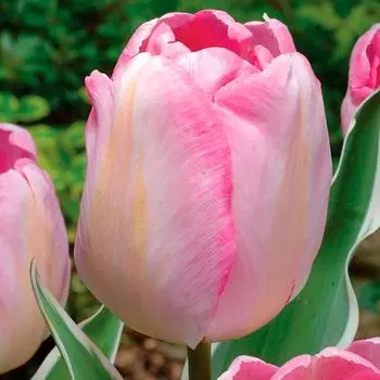 Тюльпан триумф Нью Дизайн