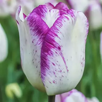 Тюльпан Триумф Ширли