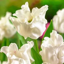 Тюльпан Вайт Либерстар