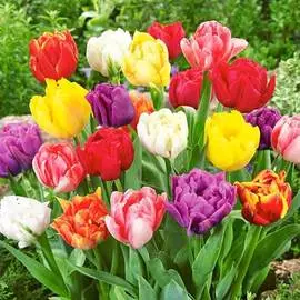Тюльпаны махровые, микс