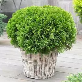 Туя западная Даника