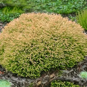 Туя западная Голден Таффет