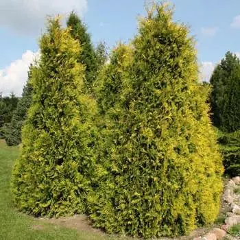 Туя западная Санкист